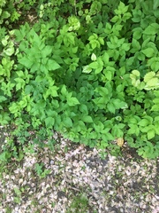 Aegopodium
