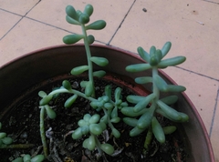 Sedum pachyphyllum
