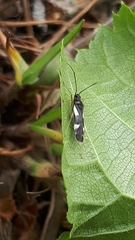 Dryophilocoris flavoquadrimaculatus