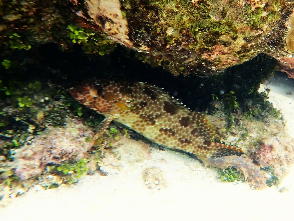 Starspotted grouper