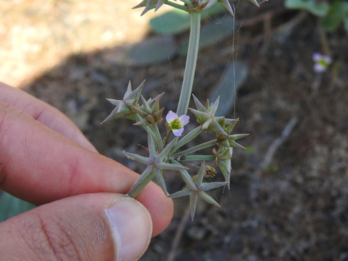 Image of Damasonium bourgaei by (c) Duarte Frade, some rights reserved (CC BY)