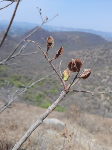 Image of Boswellia serrata by no rights reserved