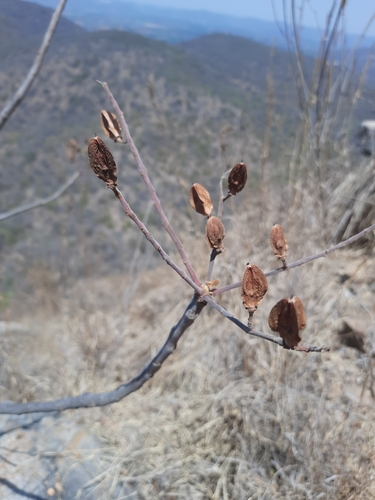 Image of Boswellia serrata by no rights reserved