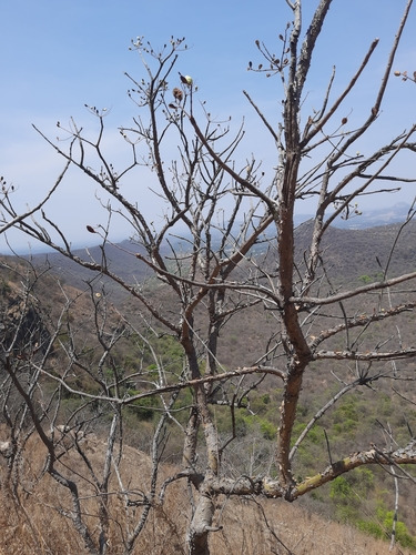 Image of Boswellia serrata by no rights reserved