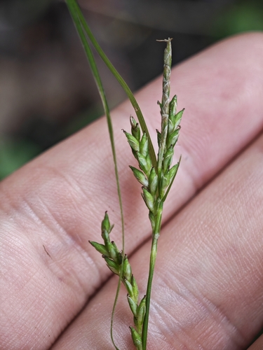 Carex genkaiensis iNat (2)
