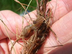 Bipalium pennsylvanicum