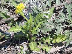 Rorippa sinuata