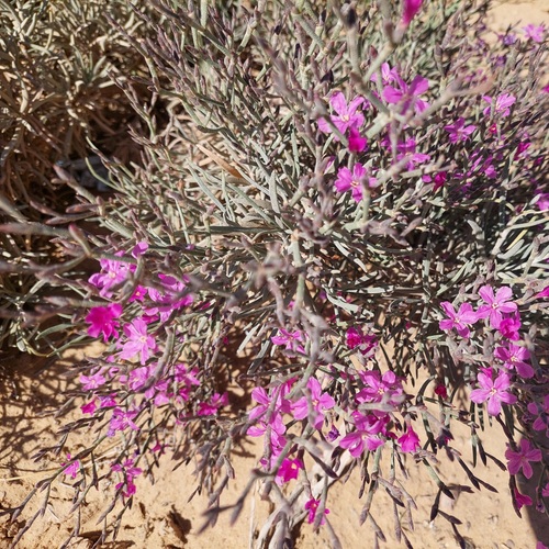 Limoniastrum guyonianum