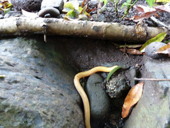 Schistometopum thomense