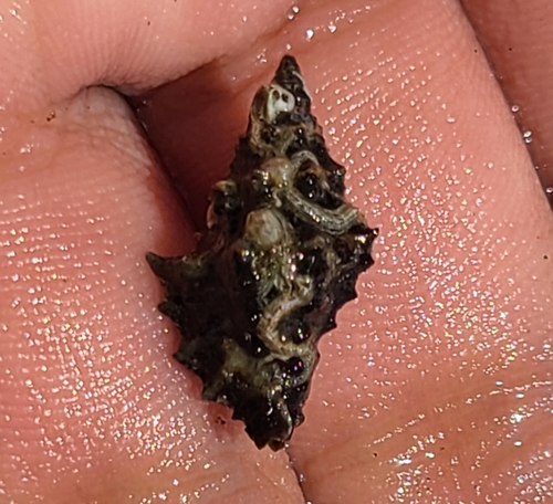 Muricopsis zeteki, 2024-04-23