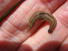 Bipalium pennsylvanicum