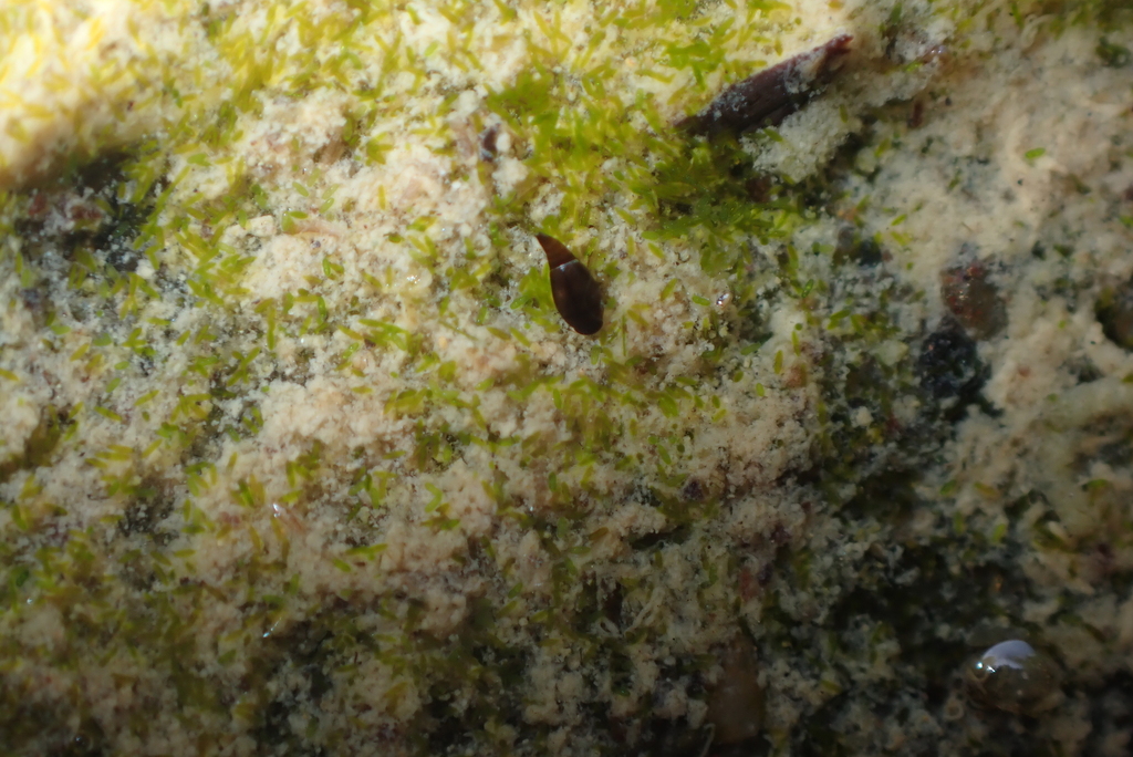Hydroscapha Hydroscapha shuihau in April 2024 by Yui Hong Chiu · iNaturalist