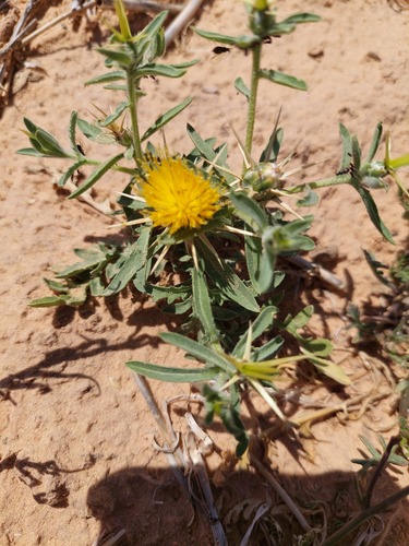 Eastern Star-thistle