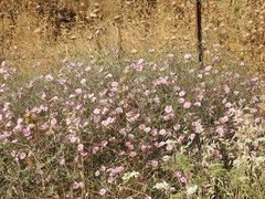 Convolvulus dorycnium