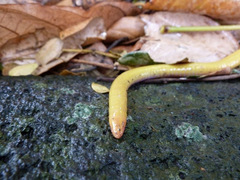 Schistometopum thomense