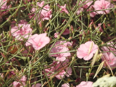 Convolvulus dorycnium
