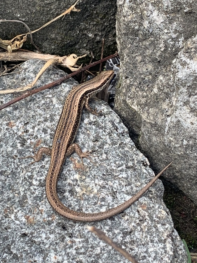 Himalaya Ground Skink