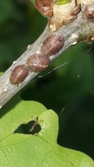 Pulvinaria hydrangeae