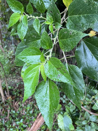 Pipturus arborescens iNat (1)