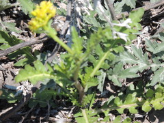Rorippa sinuata
