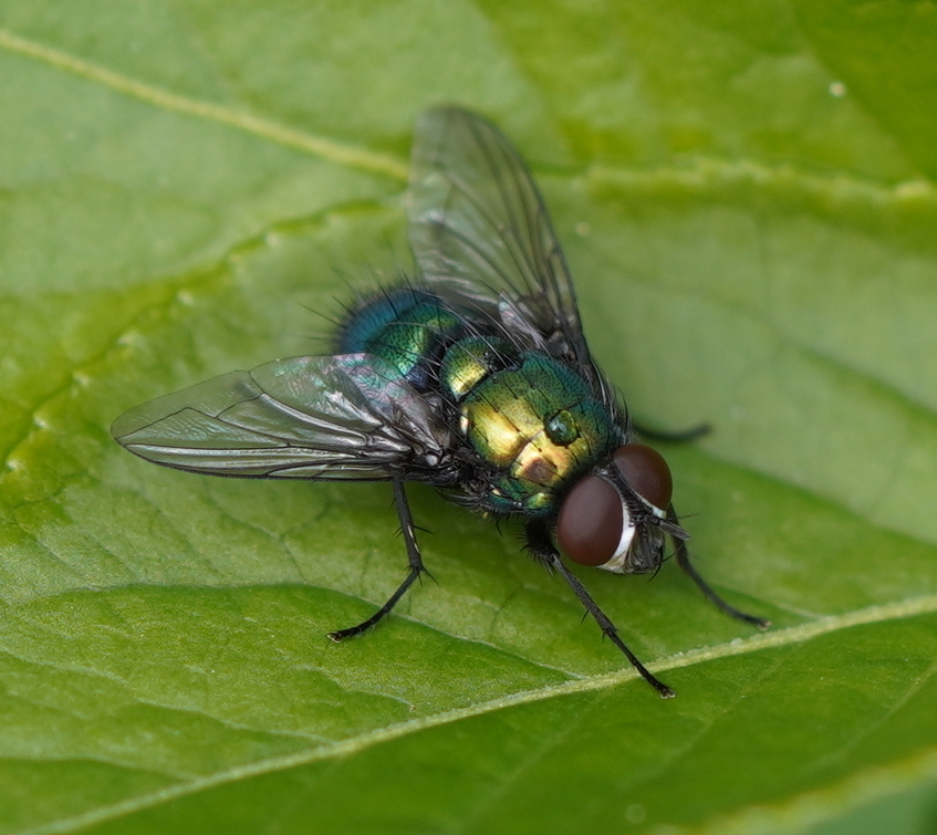 Common European Greenbottle Fly from Völs, Österreich on April 23, 2024 ...