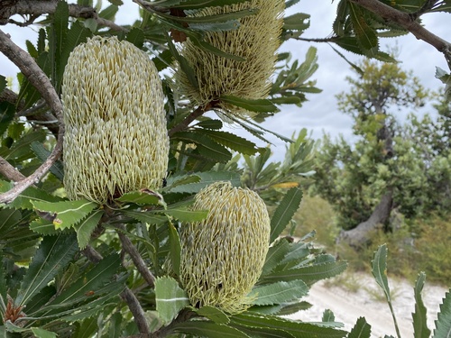 Banksia serrata