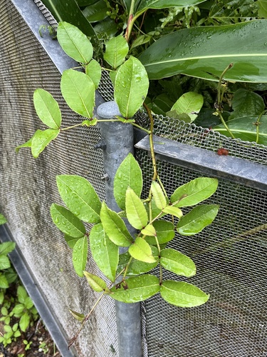 Zanthoxylum nitidum iNat (1)
