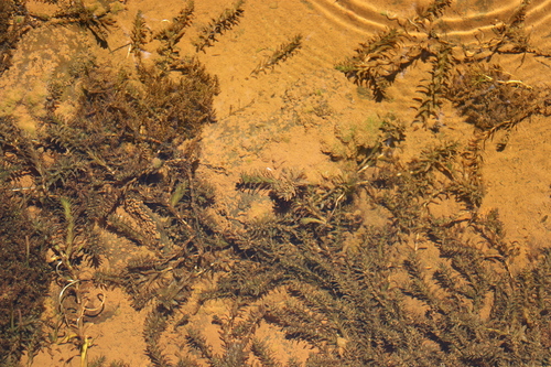 Elodea potamogeton observed 2022-12-02