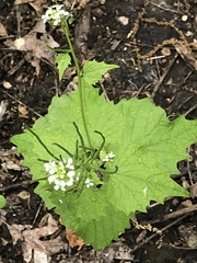 Alliaria petiolata