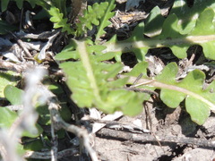 Rorippa sinuata