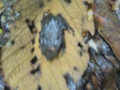 Rhinella dapsilis