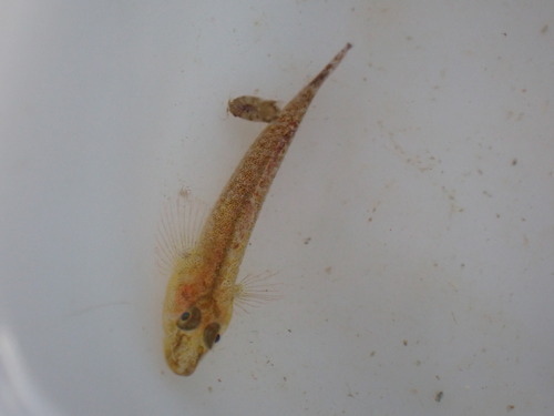 Bilobed ghostgoby (Pleurosicya bilobata) — Gobiidae — 3