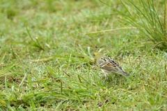 Emberiza sulphurata