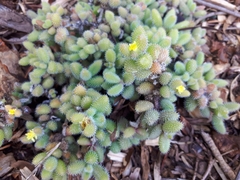 Delosperma echinatum