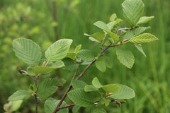 Alnus incana rugosa