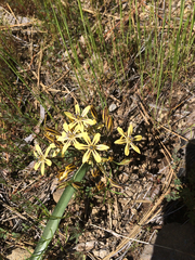 Triteleia ixioides anilina