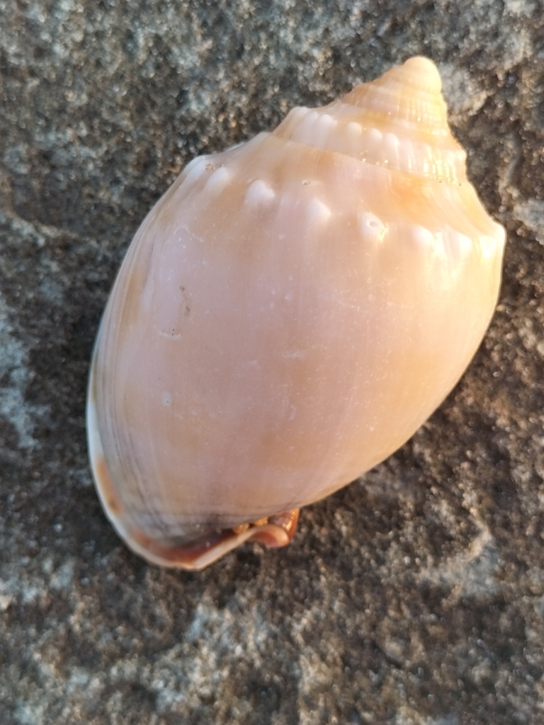 Banded Bonnet Snail from Australia on April 24, 2024 at 05:10 PM by Liz ...