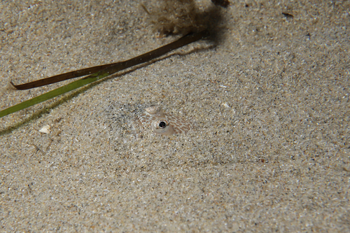 Munro's sandfish (Crapatalus munroi) — Leptoscopidae