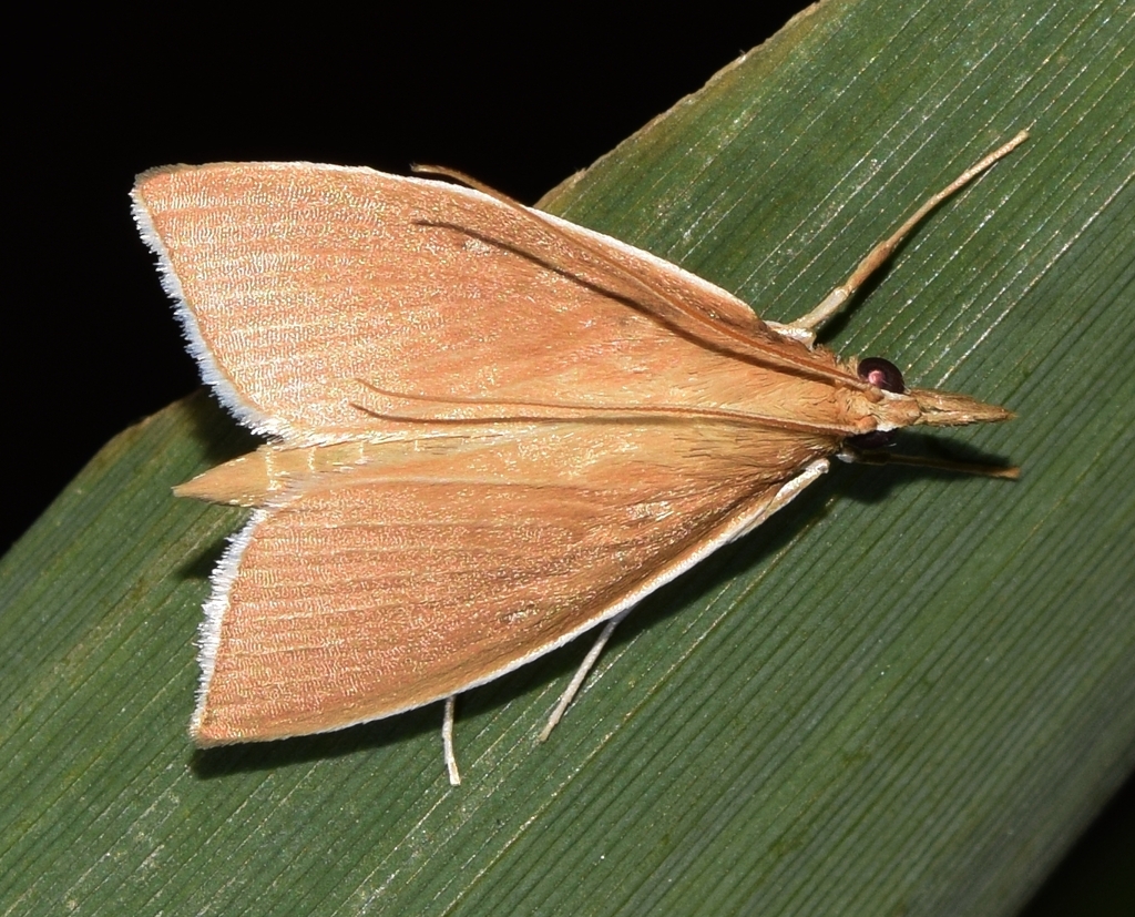Thatch Pearl