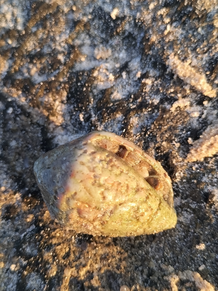 Conus From Mooloolaba Wharf, Mooloolaba Qld 4557, Australia On April 24 