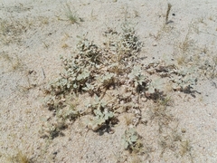 Neurada procumbens