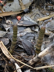 Equisetum