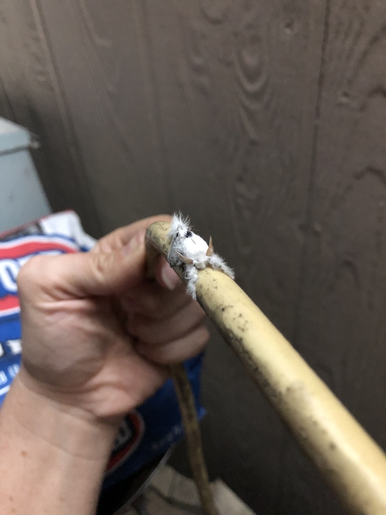 Poecilocampinae from 34054 FM 490, Edinburg, TX, US on April 28, 2019