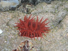 Actinia ebhayiensis
