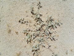 Neurada procumbens