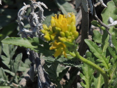 Rorippa sinuata