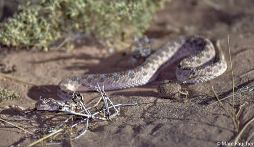 Desert Horned Viper