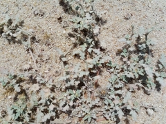 Neurada procumbens
