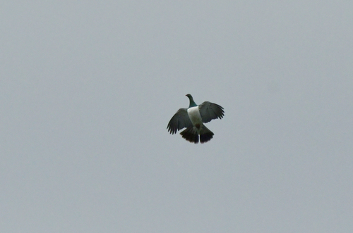 New Zealand Pigeon, photo 5 of 7