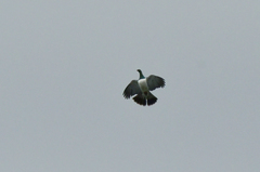 New Zealand Pigeon photo 5